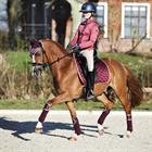 Bandagen HGAurum HORSEGEAR Dunkelrot