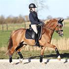 Bandagen HGAurum HORSEGEAR Schwarz
