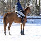 Bandagen Polarfleece Elastik Kentucky Dunkelblau