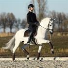 Bandagen Ruches 4er-Pack HORSEGEAR Dunkelbraun