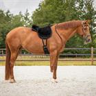 Bareback Pad Super Soft QHP Schwarz-Schwarz