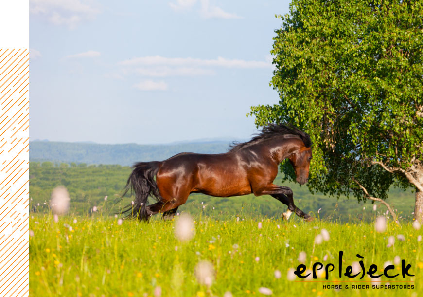 Blog 6 Must-haves für dein Pferd bei schönem Wetter