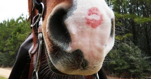 Bringe deinem Pferd das Küssen bei!