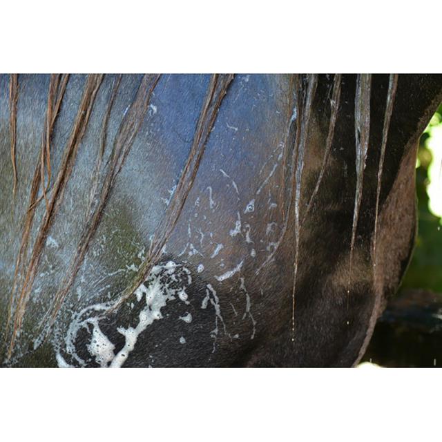 Easy Shine Shampoo Grey Ravene 