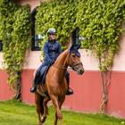 Fliegenhaube Modern Lagoon Blush Equestrian Stockholm Dunkelblau
