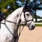 Fliegenhaube Modern Lagoon Blush Equestrian Stockholm Dunkelblau