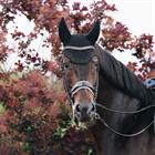 Fliegenhaube Wellington Sparkling Kentucky Schwarz