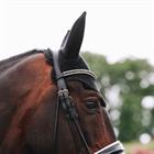 Fliegenhaube Wellington Sparkling Kentucky Schwarz