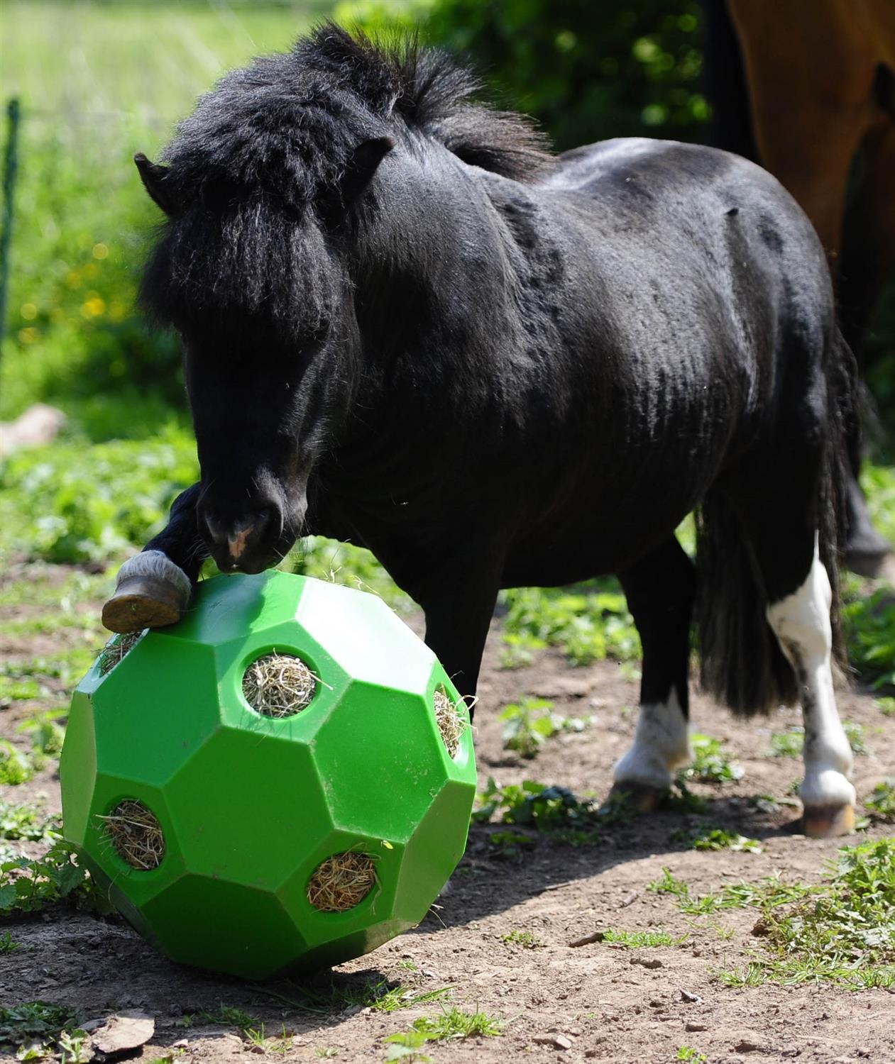 Hay Play Heuball Futterball Heufütterer Pferde Pferdespielzeug Farbe wählbar 