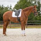 Gamaschen Champion Vorne QHP Weiß