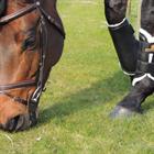 Gamaschen Turnout Leder Vorne Kentucky Schwarz