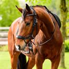 Gebisslose Trense FaySport PresTeq Schwarz