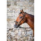 Hackamore Trense D Collection Dy'on Schwarz
