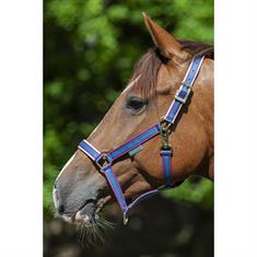 Halfter Dublin Bucas Lila