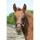 Halfter Dublin Bucas Zebra