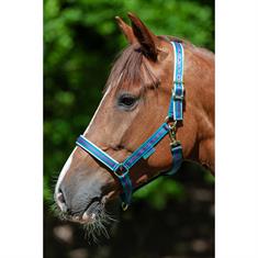 Halfter Dublin Bucas