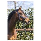 Halfter Grooming Anky Dunkelblau
