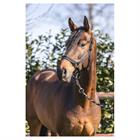 Halfter Grooming Anky Schwarz