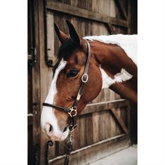 Halfter Grooming Kentucky Braun