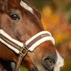Halfter HORSEGEAR Lyx Dunkelbraun