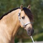 Halfter IRHSparkle Imperial Riding Gebrochenes Weiß