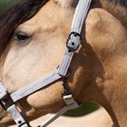 Halfter IRHSparkle Imperial Riding Gebrochenes Weiß