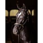 Halfter Leder Crystal LeMieux Braun