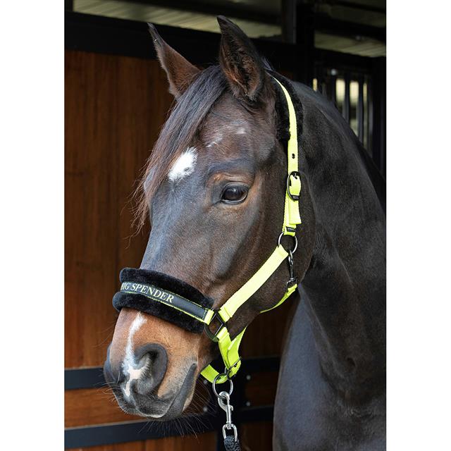 Halfter Lyrics Quotes Harry's Horse Hellgrün