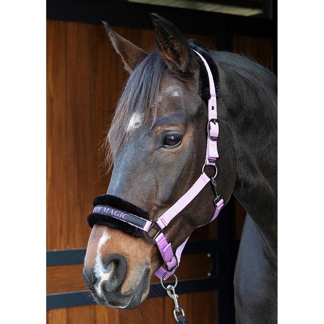 Halfter Lyrics Quotes Harry's Horse Lila