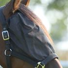 Halfter mit integrierter Fliegenmaske Horsegear Schwarz