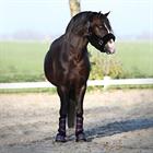 Halfter Suave Horsegear Schwarz