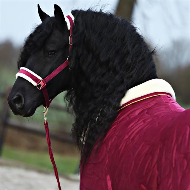 Halfterset Friesian Horse By Horsegear Dunkelrot