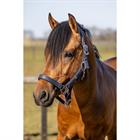 Halfterset HGCroco HORSEGEAR Dunkelblau