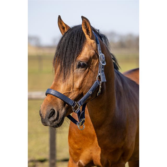 Halfterset HGCroco HORSEGEAR Dunkelblau