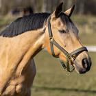 Halfterset HGCroco HORSEGEAR Grün