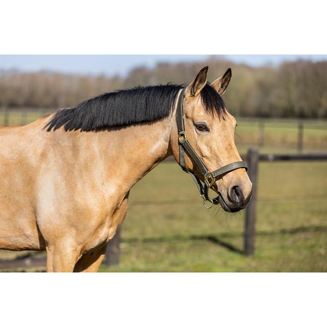 Halfterset HGCroco HORSEGEAR Grün