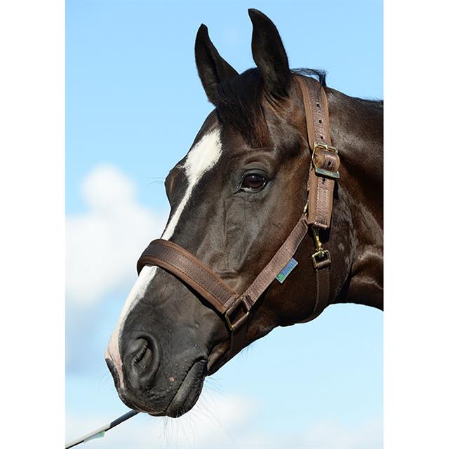 Halster Bucas Comfort Braun
