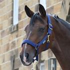 Halster Bucas Comfort Dunkelblau