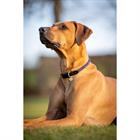 Hundehalsband Ascot LeMieux Dunkelblau