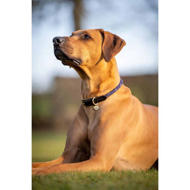 Hundehalsband Ascot LeMieux Dunkelblau
