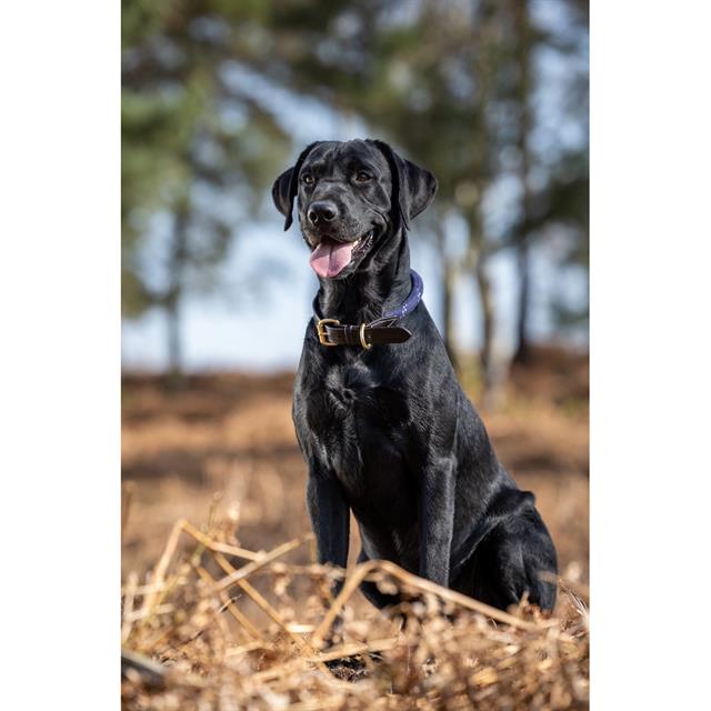 Hundehalsband Ascot LeMieux Dunkelblau
