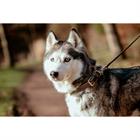 Hundehalsband aus Glattleder Dy'on Braun