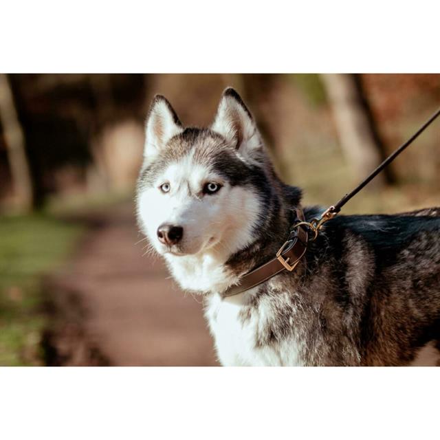 Hundehalsband aus Glattleder Dy'on Braun