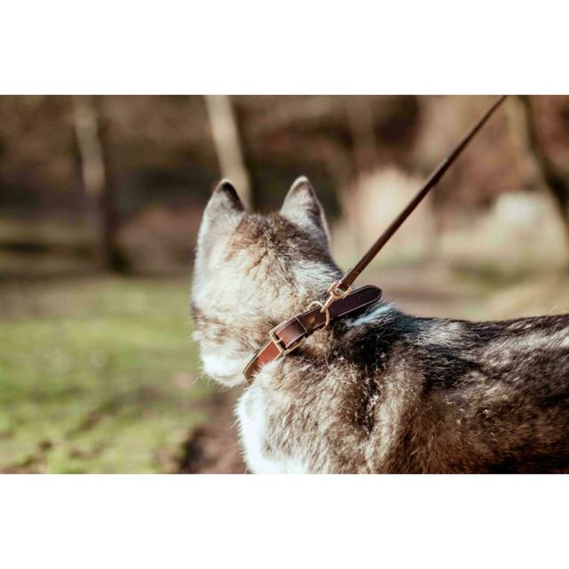 Hundehalsband aus Glattleder Dy'on Braun