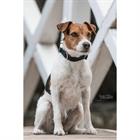Hundehalsband Corduroy Kentucky Grün