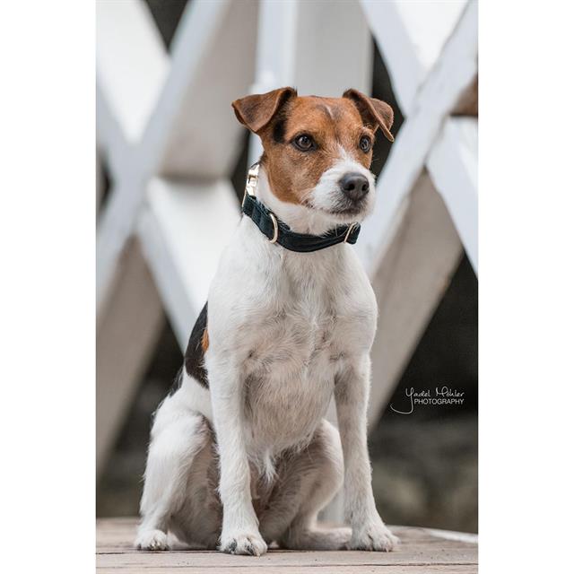 Hundehalsband Corduroy Kentucky Grün
