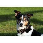 Hundehalsband Fancy Dy'on Braun