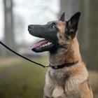 Hundehalsband Fancy Dy'on Braun