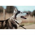 Hundehalsband Fancy Dy'on Braun