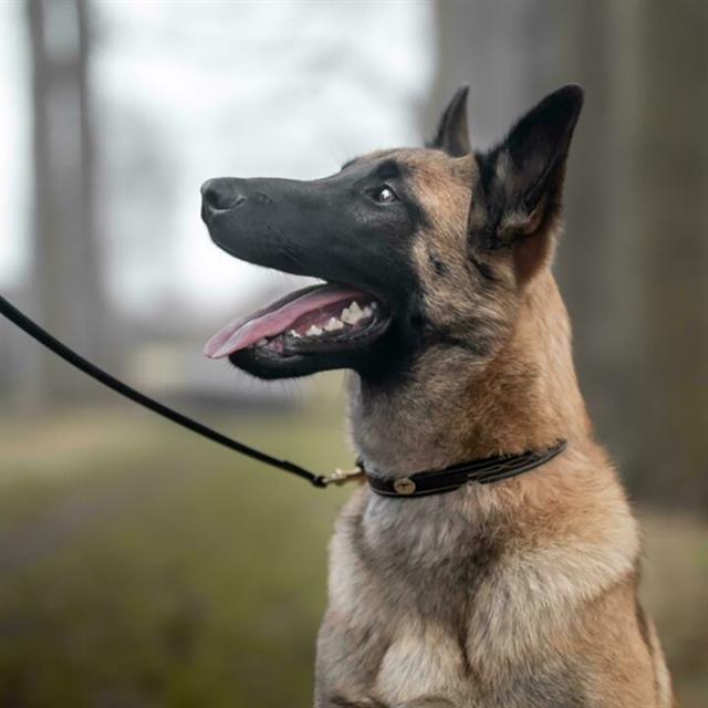 Hundehalsband Fancy Dy'on Braun